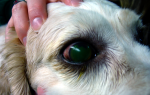 Паннус — язвенный кератит у собак