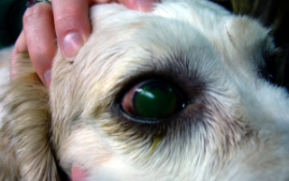 Паннус — язвенный кератит у собак