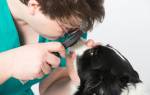 Гнойный конъюнктивит у собак: симптомы и лечение (список препаратов и их дозировка)