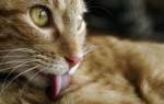 Дерматофитозы – грибковые инфекции у кошек