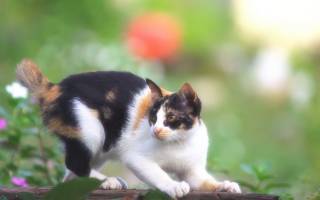 Облысение у кошек причины и профилактика