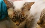 Экзема у кошек: виды, симптомы, лечение
