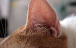Гематома ушной раковины у кошек