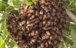 Пчеловодство для начинающих роение пчел