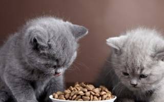 Как правильно выбрать корм для котнка