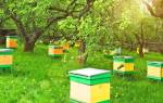 Пчеловодство как бизнес: Пасека бизнес-план