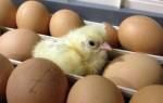 Выращиваем цыплят в инкубаторе — АгрономWiki