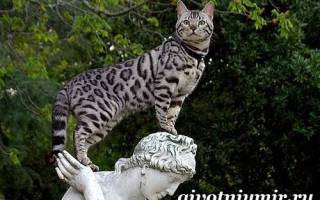 Кошка Ашера: фото, цена, описание породы