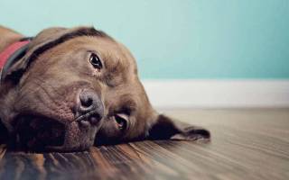 Запор у собаки после операции: причины, лечение