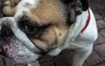Мокнущий дерматит у собаки: признаки, симптомы, лечение, профилактика