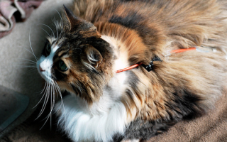 Панкреатит кошек: причины, симптомы, лечение