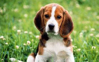 Стрептодермия или воспаление кожи у собак (симптомы и лечение)