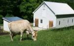 Cодержание крс, ферма для коров своими руками
