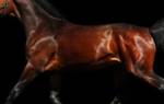 Ганноверская порода лошадей: фото, описание