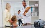 Гиперплазия у кошек: причины, диагностика и методы лечения