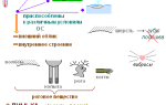 Внутренние органы кролика строение названия