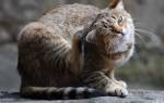 Грибковый отит или отомикоз у кошек: причины, симптомы, лечение