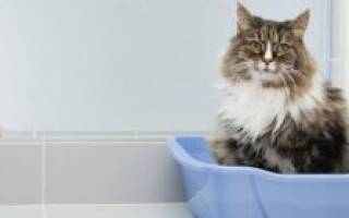 Лечение запора у кошек в домашних условиях: питание, лекарства, свечи, клизмы