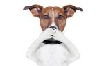 Почему у собаки пахнет из ушей