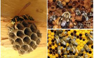 Пчела и шмель основные отличия