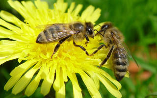 Серая горная кавказская порода пчел: фото