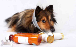 Аритмия — нарушение ритма сердцебиения у собак