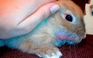 Как лечить мокрец у кроликов