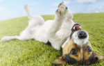 Глистогонное для собак — всё что нужно знать владельцу