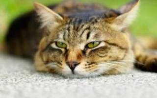 Отравление у кошки: симптомы и лечение