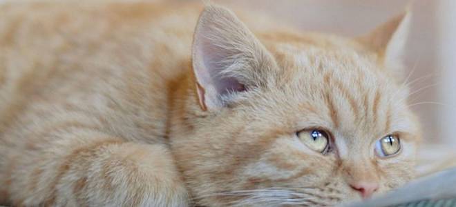 Энцефалопатия у кошек
