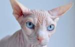 Сколько живут сфинксы лысые и голые кошки?