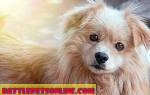 Пиелонефрит — бактериальная инфекция у собак