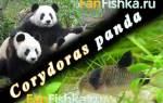 Коридорас панда сомик панда
