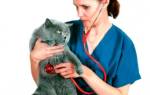 Ринит у кошек безопасные средства для лечения