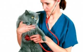 Ринит у кошек безопасные средства для лечения