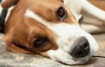 Вывих у собаки: виды, симптомы и первая помощь