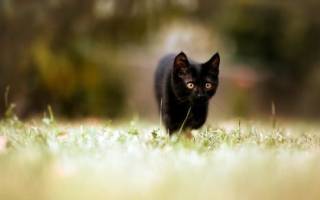 Имена и клички для черных котов