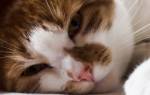 Энтерит у кошек и котов: симптомы и лечение