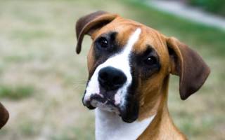 Подкожные глисты у собак: пути передачи, диагностика и лечение