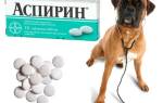 Можно ли применять аспирин для собак? Главные меры предосторожности