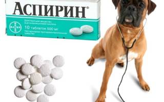 Можно ли применять аспирин для собак? Главные меры предосторожности