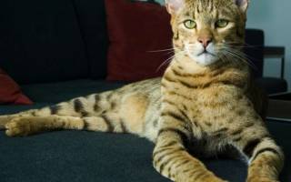 Какие существуют породы кошек ашера