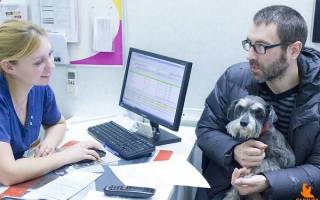 Болезни желудка у собак: описание основных патологий