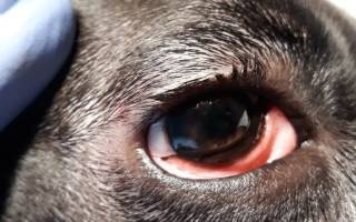 Конъюнктивит у собак: виды, симптомы, лечение (капли, мази, антибиотики)