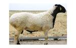Чем хороши курдючные породы овец
