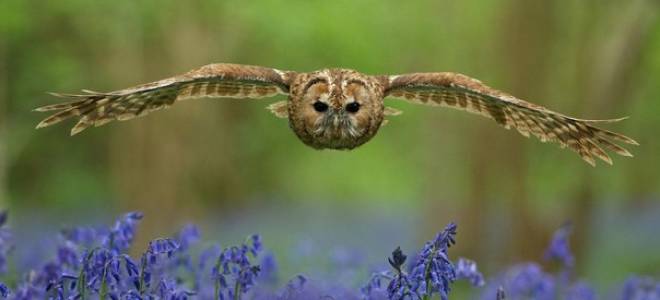 Филин значение для природного сообщества