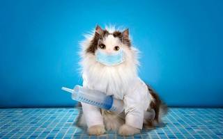 Вакцинация кошек график прививок