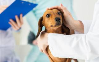 Густая кровь у собаки: причины, лечение, профилактика