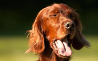 Бронхиальная астма у собак