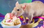Чем нельзя кормить крыс